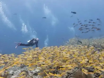 A Look at the China Taiwan Underwater Power Connector Market Competition 